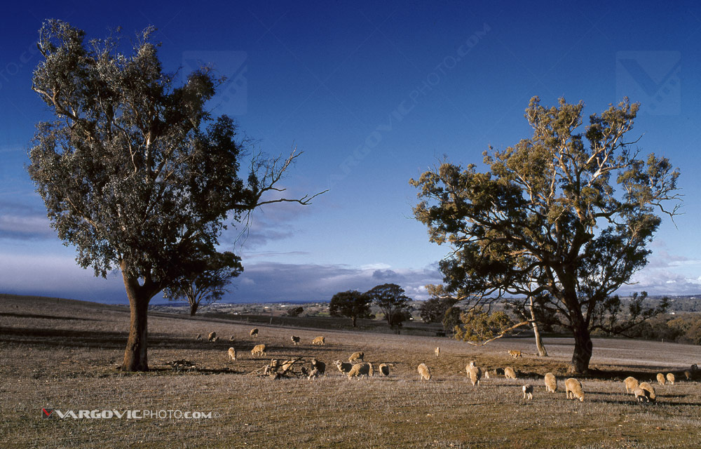 Typical Australian winter scennery in the state of Victoria by fine art photographer Boris Vargovic