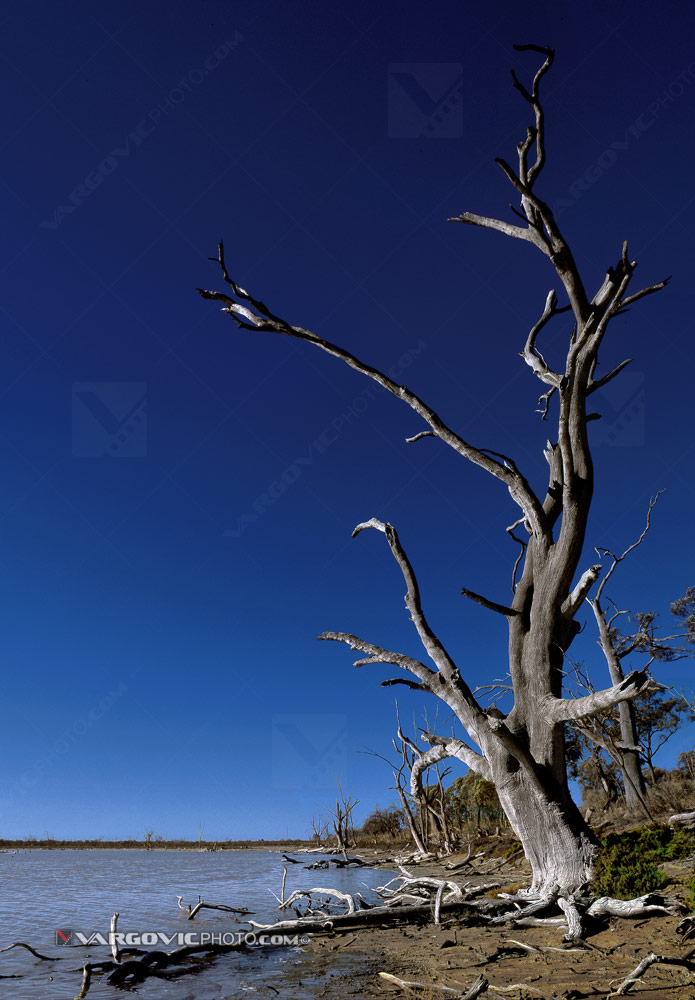 Old gum tree in Kings Billabong reserve on the Australian Murrray River near to city Mildura by photographer Boris Vargovic
