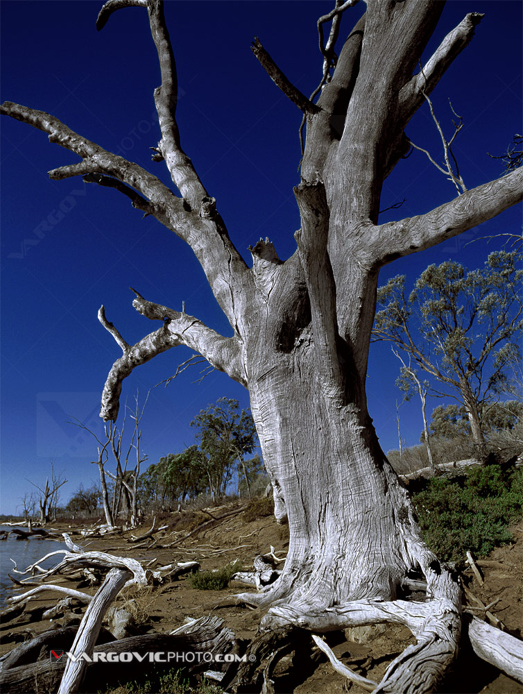 Old dead tree on the coast of Australian Murray River in Kings Billabong near to town Irymple by art photographer Boris Vargovic