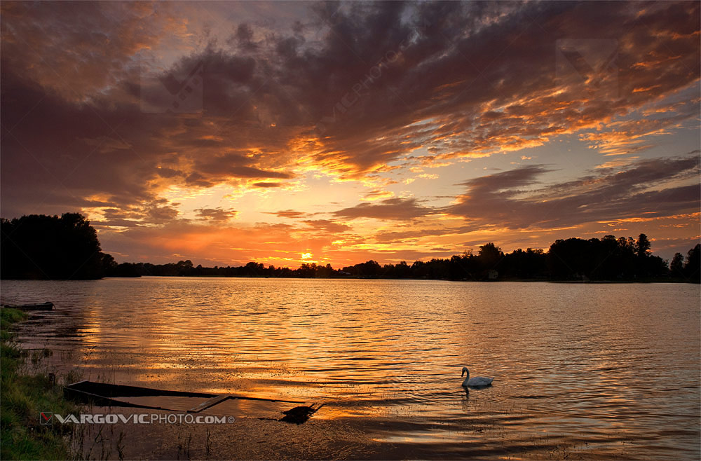 Lonely swan surrounded with great red sunset colors on Soderica lake in Podravina, Croatia by Vargovic photo