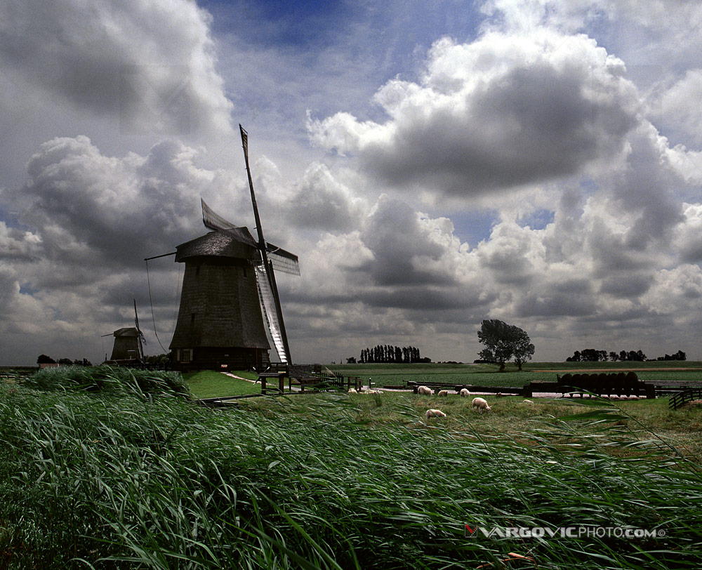 The Netherland's sheep in windy afternoon near to town Schermerhorn in northern Holland by Boris Vargovic photography