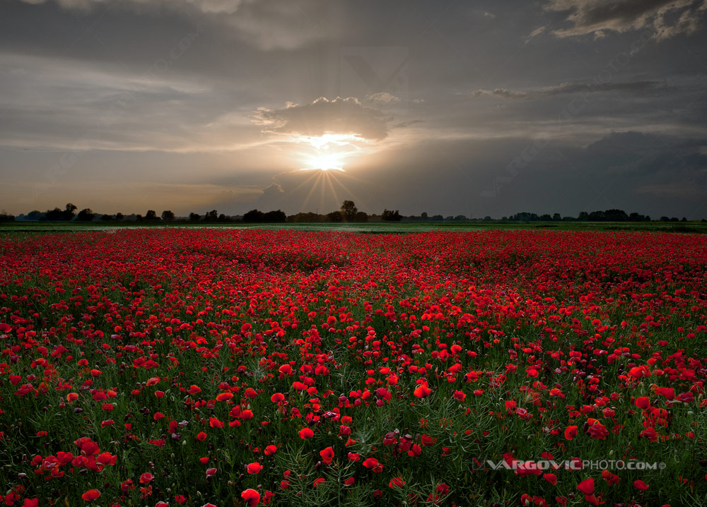 Amazing puppy field in the middle of Croatian Podravina near to Legrad village on the way of art photographer Boris Vargovic