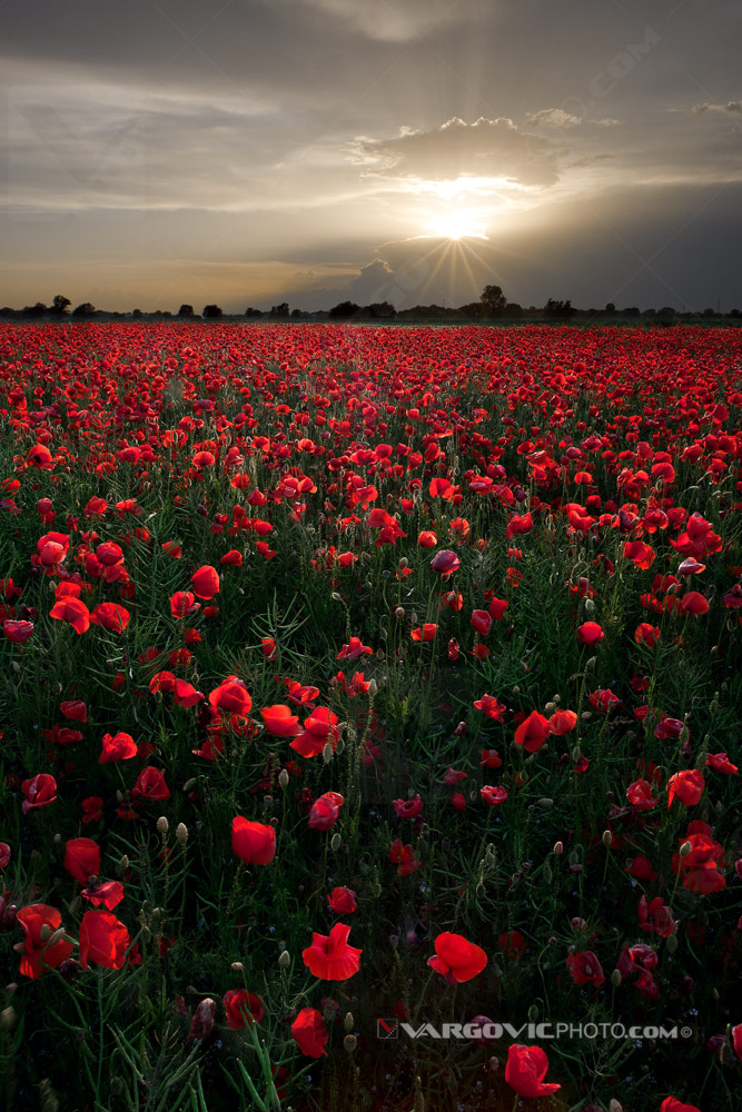 Amazing puppy field in the middle of Croatian Podravina near to Legrad village by art photographer Boris Vargovic