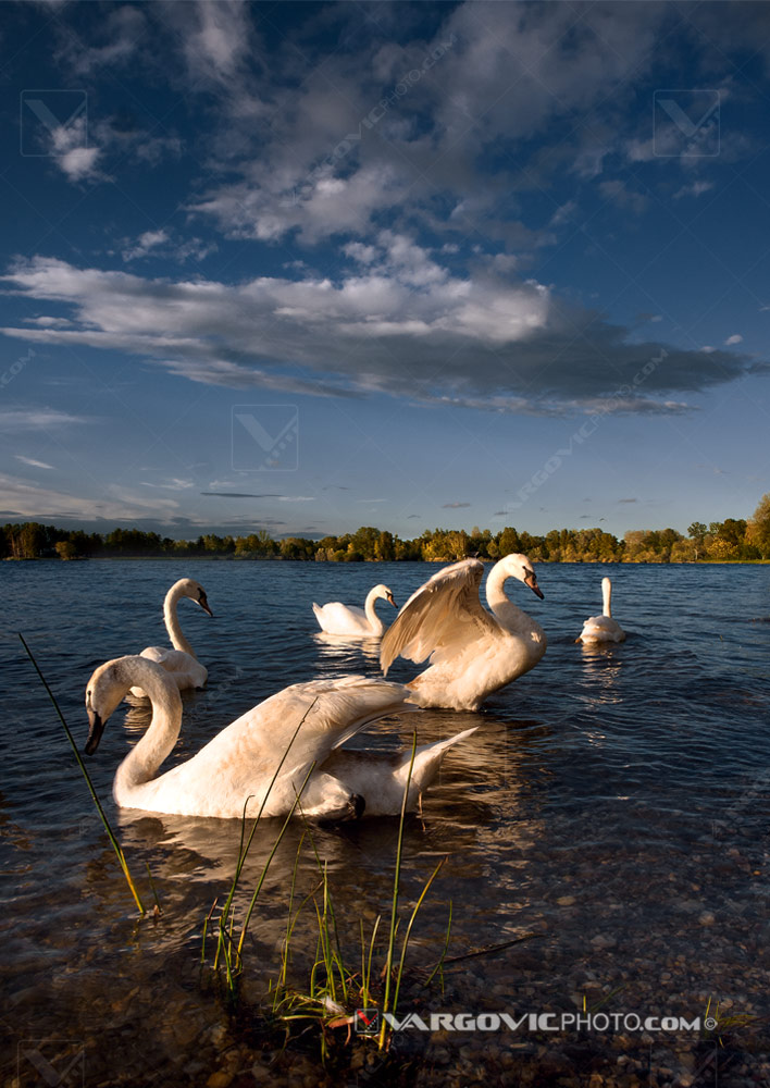 Team of swans under Soderica lake golden sun