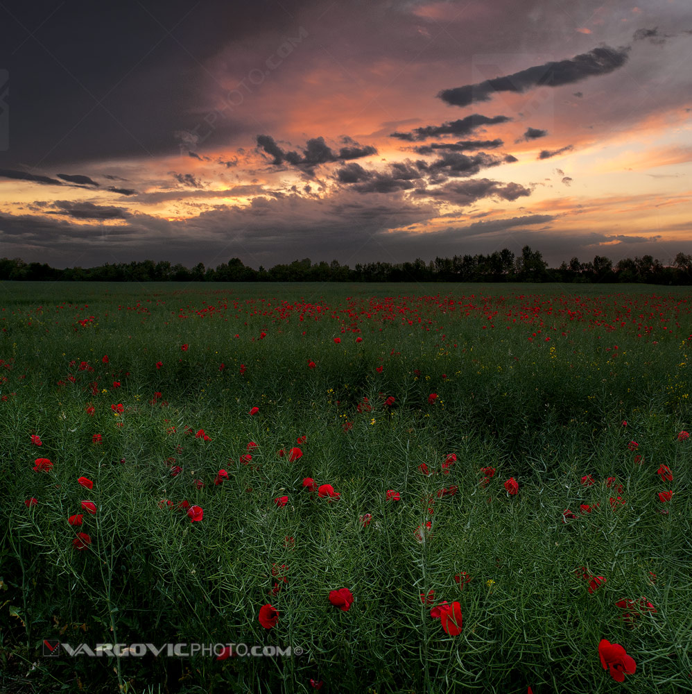 Late afternoon sunset mood above big puppy field in podravina, Croatia by Vargovic