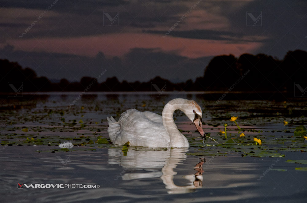 Swan on the Soderica lake sunset