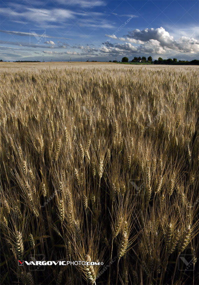 Wheat field in summer typical for Croatian Podravina