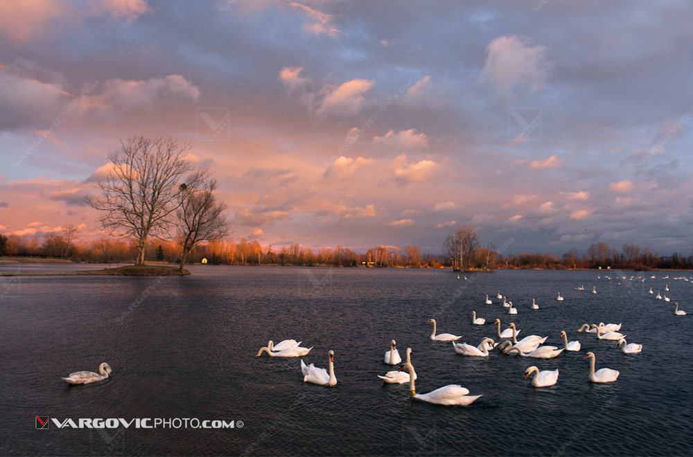 A flock of swans under coloristic sunset on Soderica lake in Croatian Podravina district