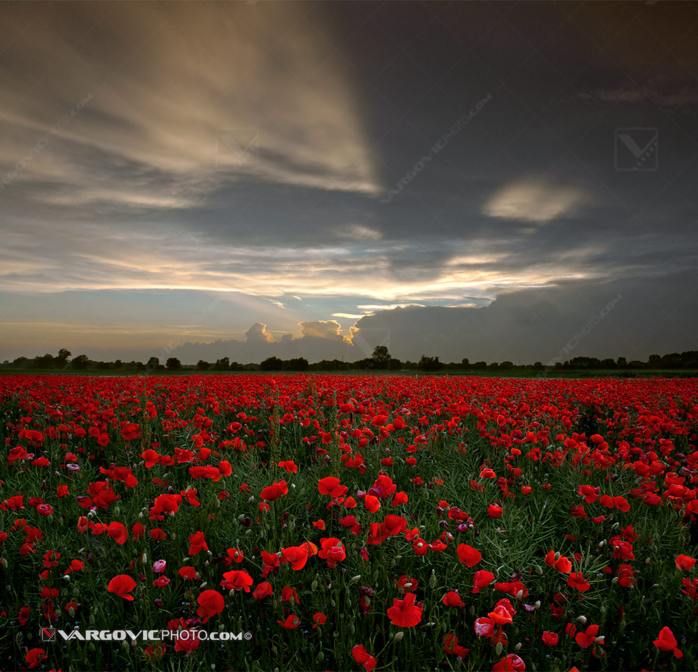 Magnicficent puppy field near to Legrad village in Croatian Podravina district