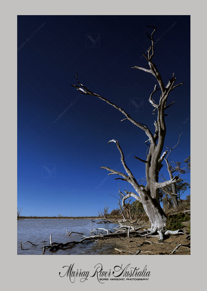 Old gum tree in Kings Billabong reserve on the Australian Murrray River near to city Mildura by photographer Boris Vargovic